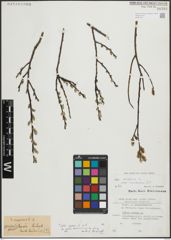 Foto von Salix repens L.